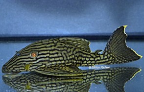 Pleco Watermelon -- Half Spoted — 18